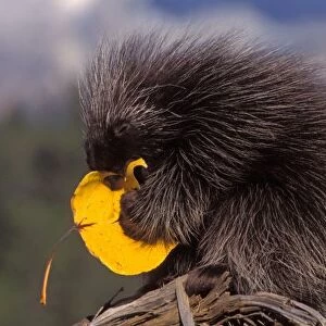 common porcupine