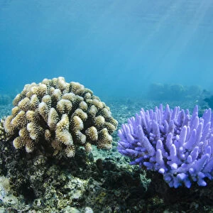 Coral Reef Diversity, Fiji. South Pacific
