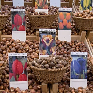 Crates of assorted tulip bulbs at the Bloemenmarket