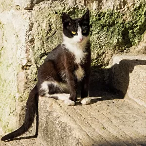 Croatia, Rovinj, Istria. Black and white kitten sitting on the steps
