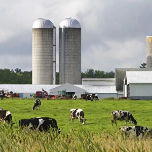Dairy cows and farm near Taylor County, Wisconsin, USA