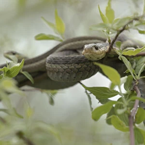 Garter Snake Related Images