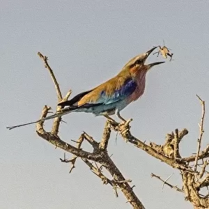 Etosha National Park, Namibia, Africa, Lilac-breasted Roller flipping a grasshopper into its mouth
