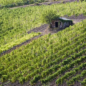 Europe; Italy; Tuscany; Small Rock Shed in The Vineyards in the Rolling Hills of Tuscany