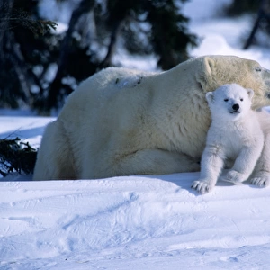 Female Polar Bear lying down with cub or coy under chin, Canada, Manitoba, Churchill