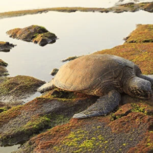 Green Sea Turtle (Chelonia mydas) on shore at sunset near Kona, Big Island, Hawaii