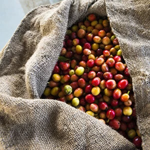Harvested coffee cherries in a burlap sack, Kona Coast, The Big Island, Hawaii USA