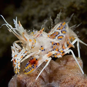 Indian Ocean, Indonesia, Sulawesi Island, Lembeh Straits. Close-up of tiny tiger shrimp