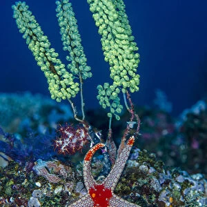 Indonesia, West Papua, Raja Ampat. Sea star and tunicate