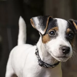Issaquah, USA. Two month old Jack Russell Terrier outdoor portrait. (PR)
