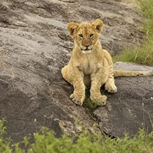 Lion Cub, Panthera leo, Serengeti National Park, Tanzania, Africa