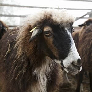 Lower Austria, Austria - Closeup of furry goat