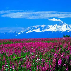 Mt Illiamna, Aleutian Range, Alaska from the Kenai Penninsula across a field of blooming Fireweed