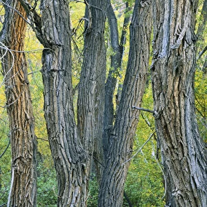 Mt. Moriah Wilderness, Nevada. USA. Narrowleaf cottonwoods (Populus augustifolia)