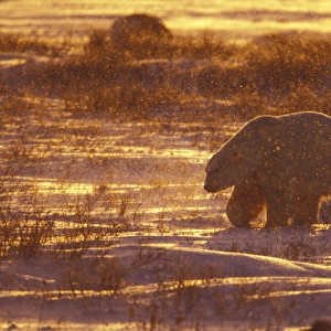 N. A. Canada, Manitoba, Churchill, Gordon Pt. Polar Bear at sunrise while snowing