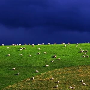 New Zealand, South Island, sheep grazing on hillside