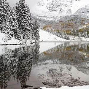 North America, USA, Colorado, Maroon Bells, Snow Covered Aspens and Firs With Reflections