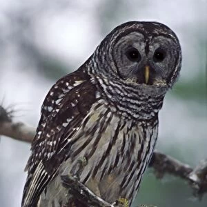 North America, USA, Florida, Cork Screw Swamp Sanctuary. Barred Owl (Strix varia)