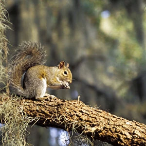 North America, USA, Florida. Grey Squirrel feeding on oak branch (Sciurus carolinensis)