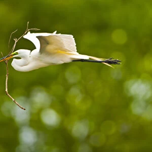 North America, USA, Florida, Venice, Audubon Sanctuary, Common Egret Flying with