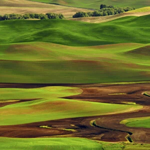 Palouse view from Steptoe Butte of Cultivation Patterns