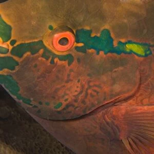 Parrotfish (Scarus sp. ) asleep at night, scuba diving at night at Koh Bon Bay, Similan
