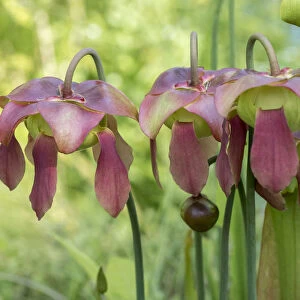 The purple flowers of the Pitcher plant, Sarracenia, a carnivorous plant