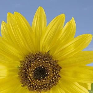 Sunny Sunflower. Credit as: Don Paulson / Jaynes Gallery / DanitaDelimont. com