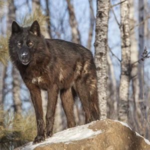 USA, Minnesota. Timber wolf with fur in black phase