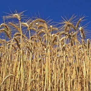 USA, Oregon, Yamhill County. Close-up of tall wheat stalks