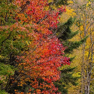 USA, Vermont, Fall foliage in Mad River Valley along trail to Warren Falls
