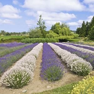 USA, WA, Sequim, Purple Haze Lavender Farm