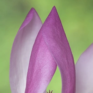 USA, Washington. Close-up of magnolia blossom