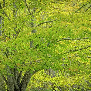USA, Washington, Seabeck. Katsura tree in spring