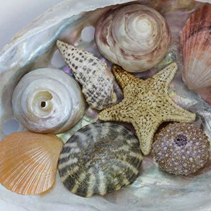 USA, Washington State, Seabeck. Collection of Pacific Northwest seashell s. Credit as
