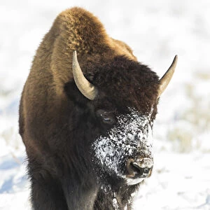 USA, Wyoming, Grand Teton National Park, Bison in snow on Antelope Flats