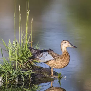 USA, Wyoming, Sublette County. Female Cinnamon Teal stretches its wing on a small island in a pond