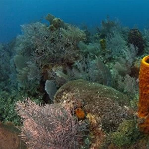 Yellow Tube Sponge (Aplysina fistularis) Coral Reef Island, Belize Barrier Reef