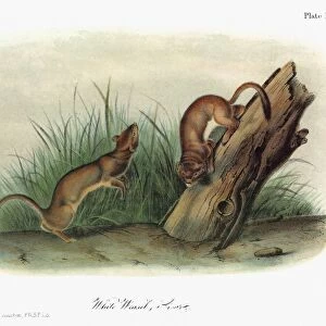 AUDUBON: ERMINE. Short-tailed weasel, also known as an ermine or stoat (Mustela erminea)