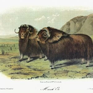 AUDUBON: MUSK OX. Two male musk oxen (Ovibos moschatus)