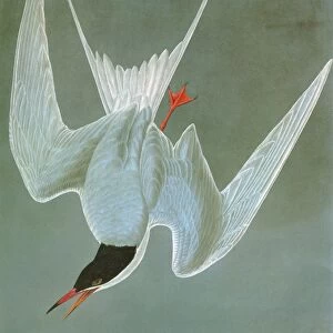 AUDUBON: TERN. Common Tern, or Sea Swallow (Sterna hirundo)