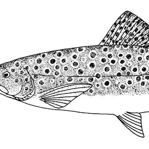 BROWN TROUT. Line engraving