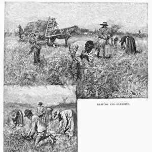 CANADA: FARMING, 1883. Reaping and gleaning on a farm in rural Canada. Engraving, 1883