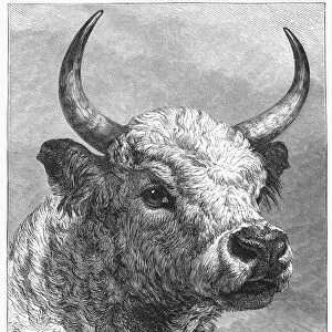 CHILLINGHAM BULL, 1872. Head of the bull at Chillingham Castle that Edward, Prince of Wales shot for sport, 17 October 1872. Wood engraving from a contemporary English newspaper