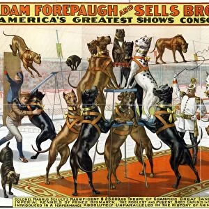 CIRCUS POSTER, 1898, Poster advertising Colonel Magnus Schults performing Great