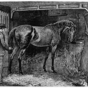HORSE STABLE, 1884. Line engraving, American, 1884
