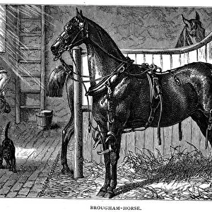 HORSE IN STABLE. A Brougham horse in its stable. Line engraving, English, 1875