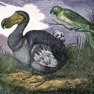 THE MAURITIUS DODO Mauritius dodo (Raphus cucullatus). A now extinct flightless bird. Engraving, 1833