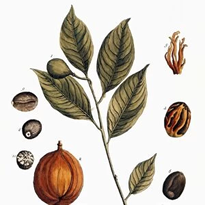 NUTMEG, 1735. Branch of a nutmeg tree and the fruit containing the seed. Engraving by Elizabeth Blackwell for her book A Curious Herbal published in London, 1735