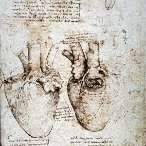 Studies of an ox heart by Leonardo da Vinci, c1512, pen and ink